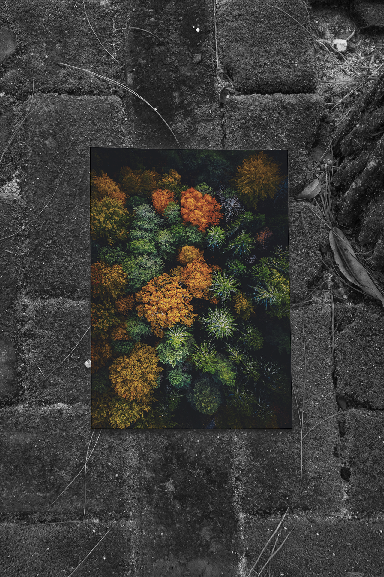 Skogens Mörka Mosaik