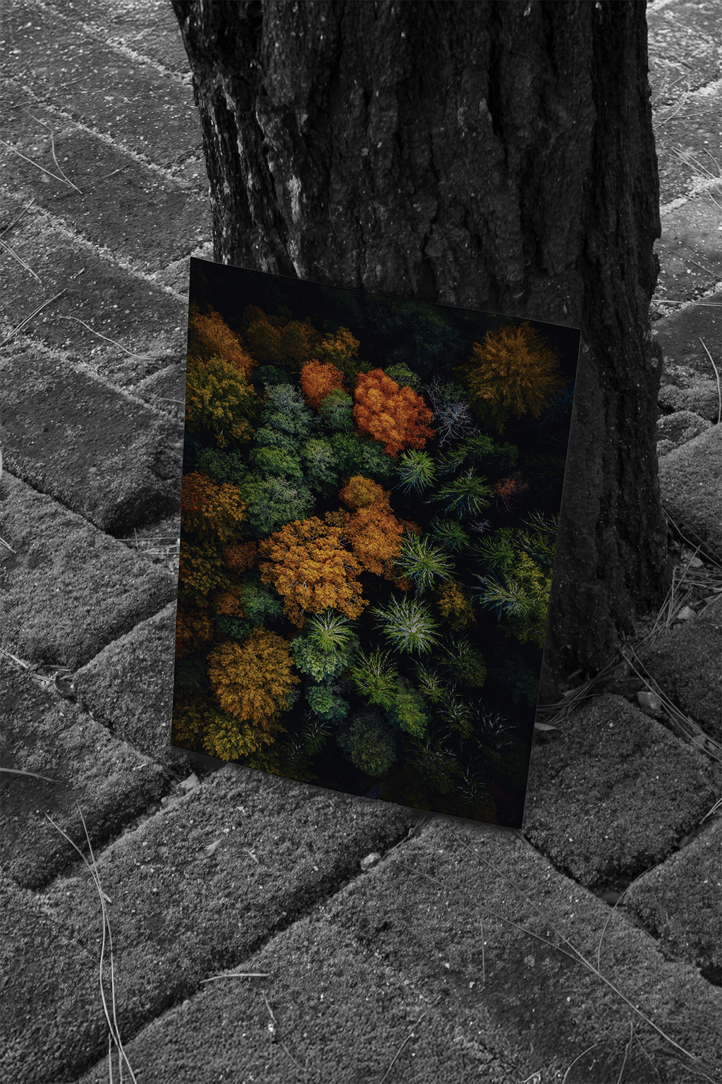 Skogens Mörka Mosaik