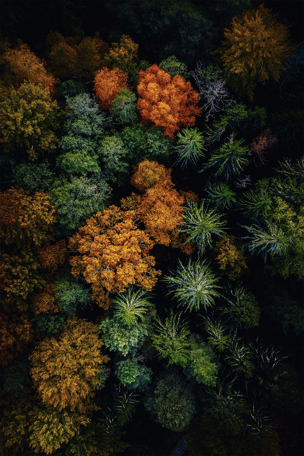 Skogens Mörka Mosaik